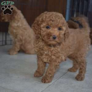 Kitty, Miniature Poodle Puppy